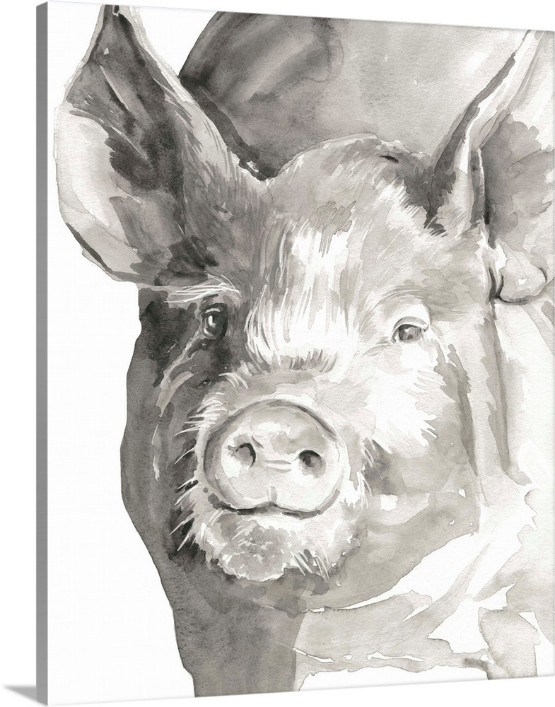Watercolor portrait of a pig in gray.