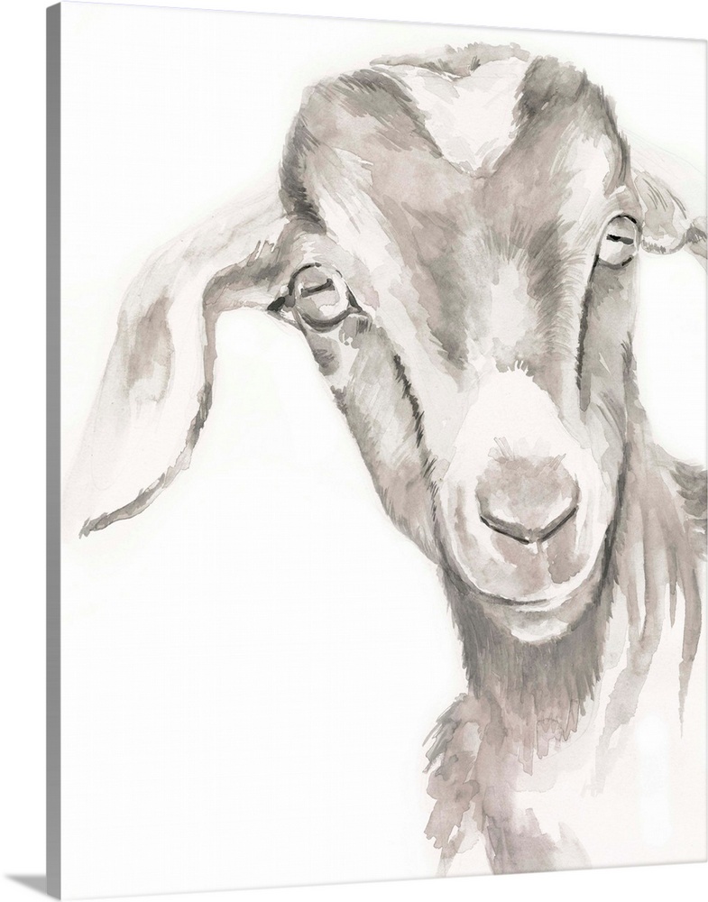 Watercolor portrait of a goat in gray.