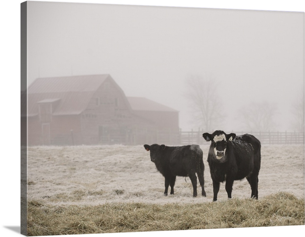 Two black cows standing in a misty field on a farm.