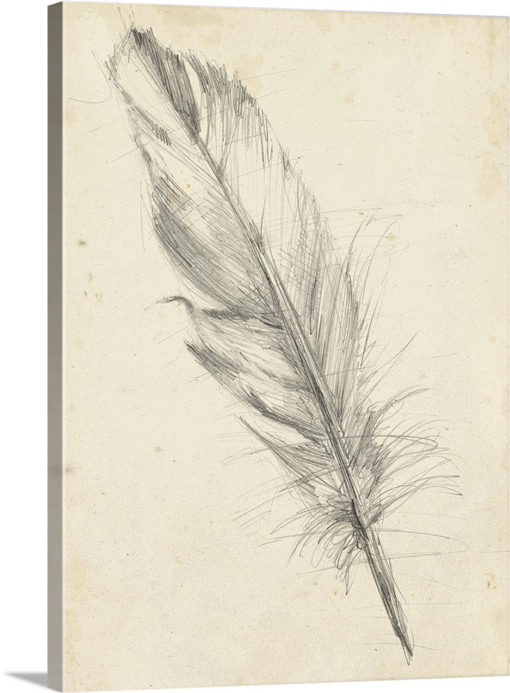 Contemporary artwork of a pencil sketch of a bird feather against a beige background.