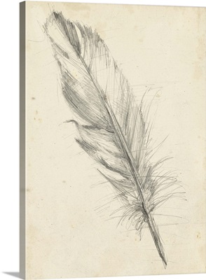 Feather Sketch III