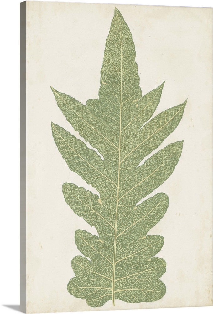 Simple drawing of the leaves of a fern.