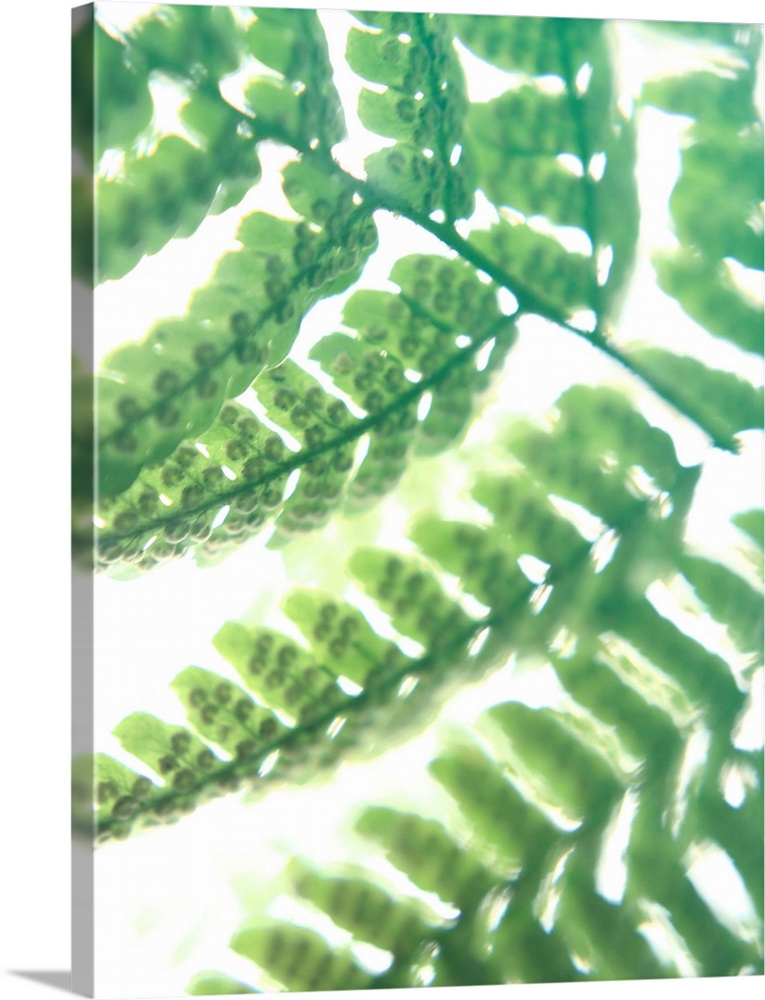Photograph of the leaves on a green fern.