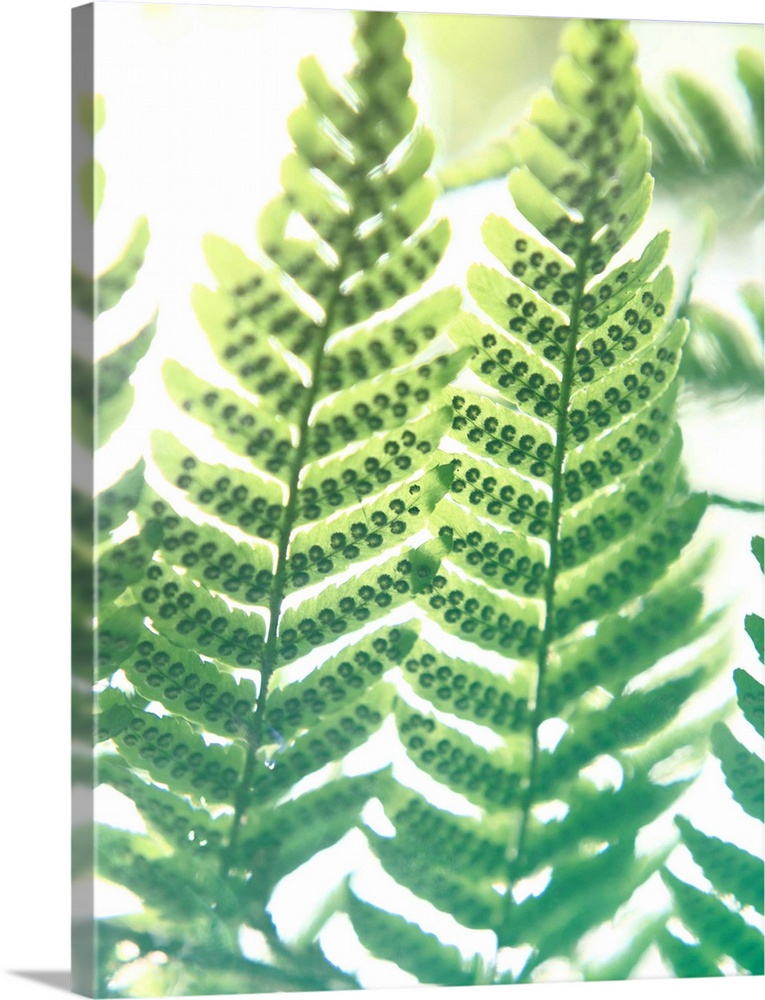 Photograph of the leaves on a green fern.