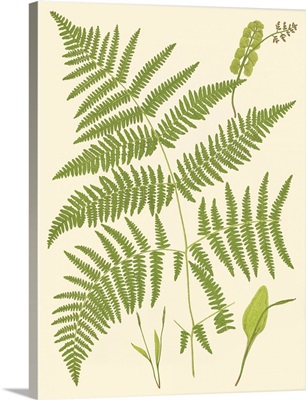 Ferns with Platemark I