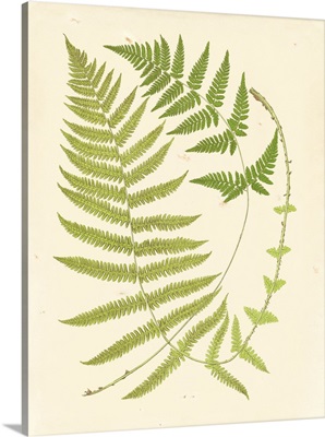 Ferns with Platemark V