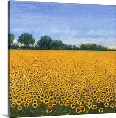 Field of Sunflowers I
