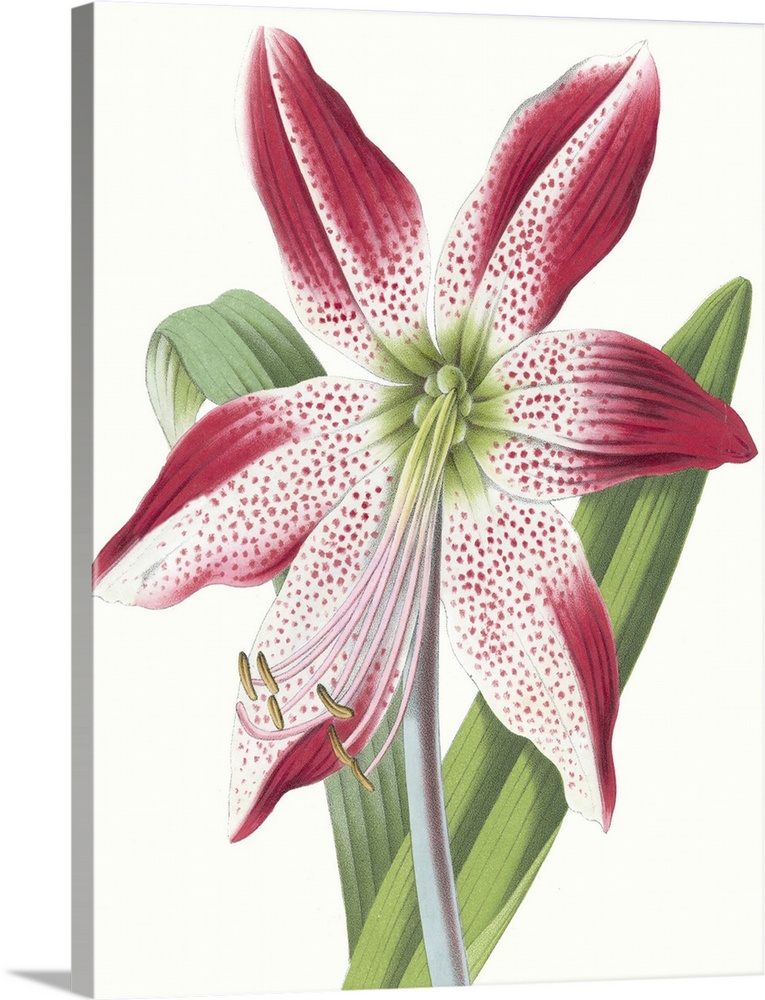 Contemporary illustration of a tropical flower.