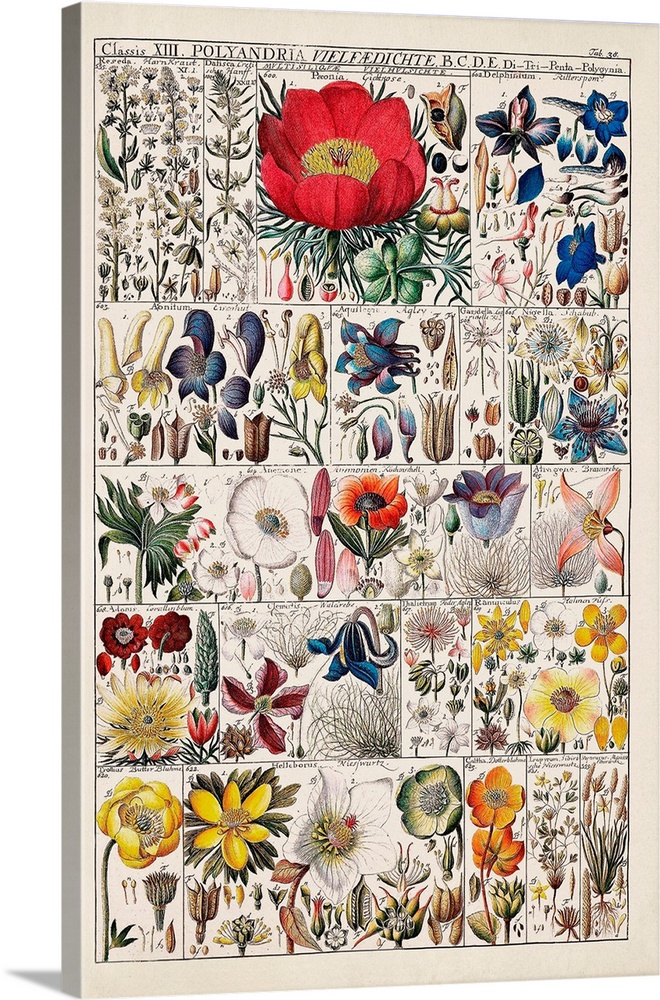 Floral Chart Wall Art, Canvas Prints, Framed Prints, Wall Peels | Great ...