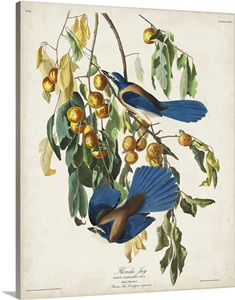 Floriday Jay image thumbnail