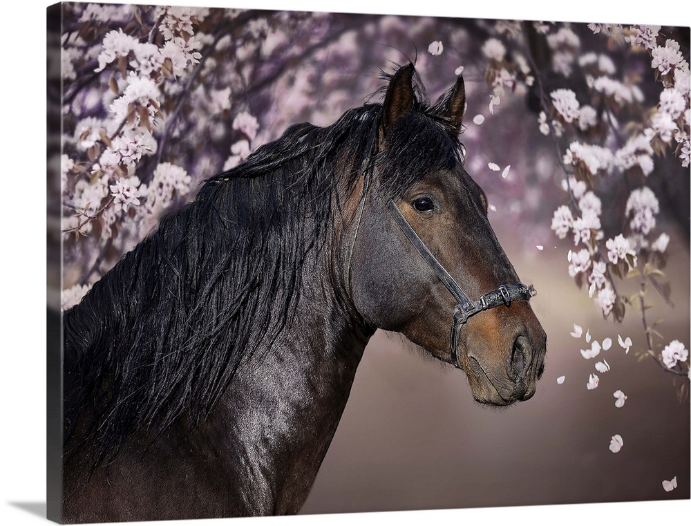 A portrait of a black horse standing under a tree with pink blossoming flowers.