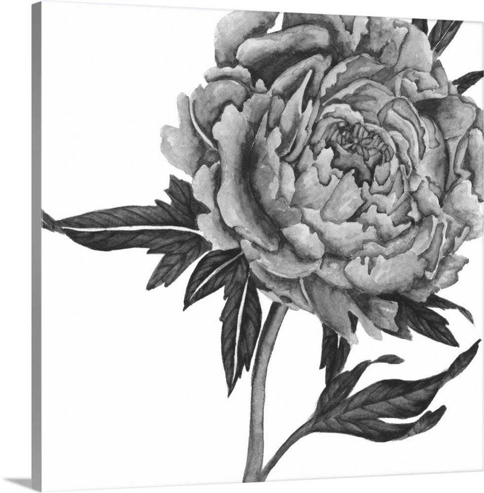 Black and white painting of a large rose bloom on a white background.