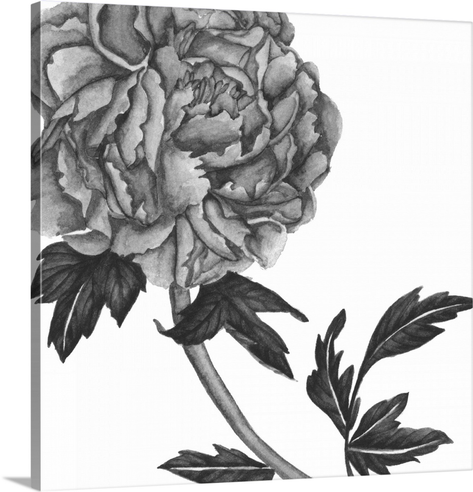 Black and white painting of a large rose bloom on a white background.