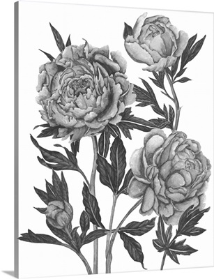 Flowers in Grey V