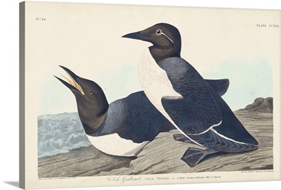 Foolish Guillemot