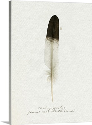 Found Feather IV