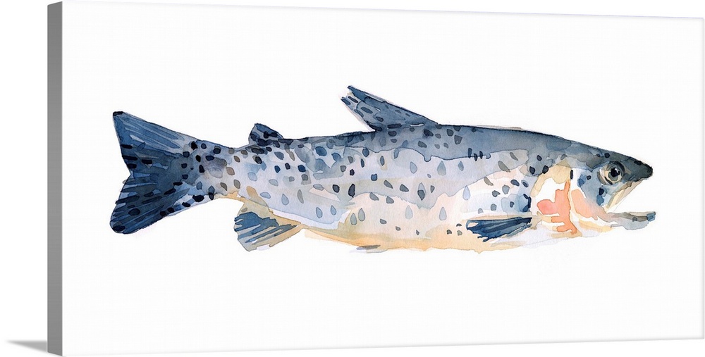 Freckled Trout IV