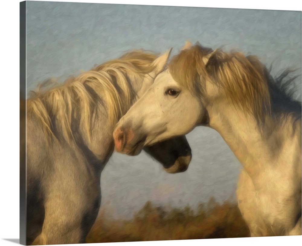 Photograph of two white horses nuzzling each other.