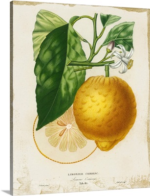 French Lemon I