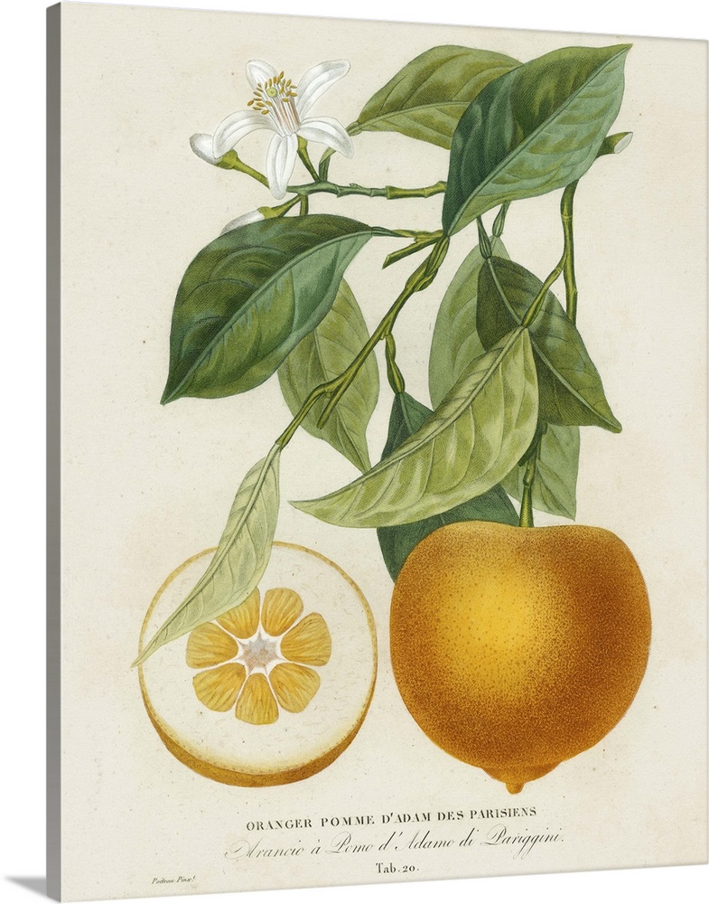 Contemporary artwork of a botanical illustration in a vintage style.