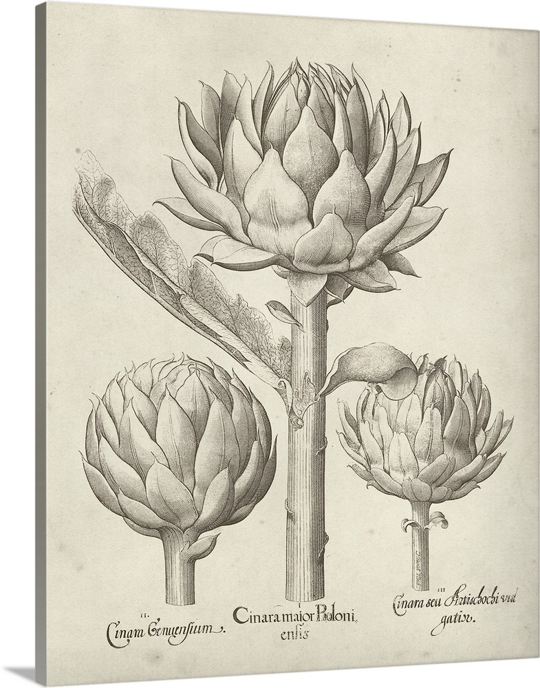 Vintage-inspired botanical illustration of an artichoke.