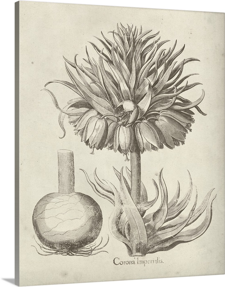 Vintage-inspired botanical illustration of a crown imperial flower.