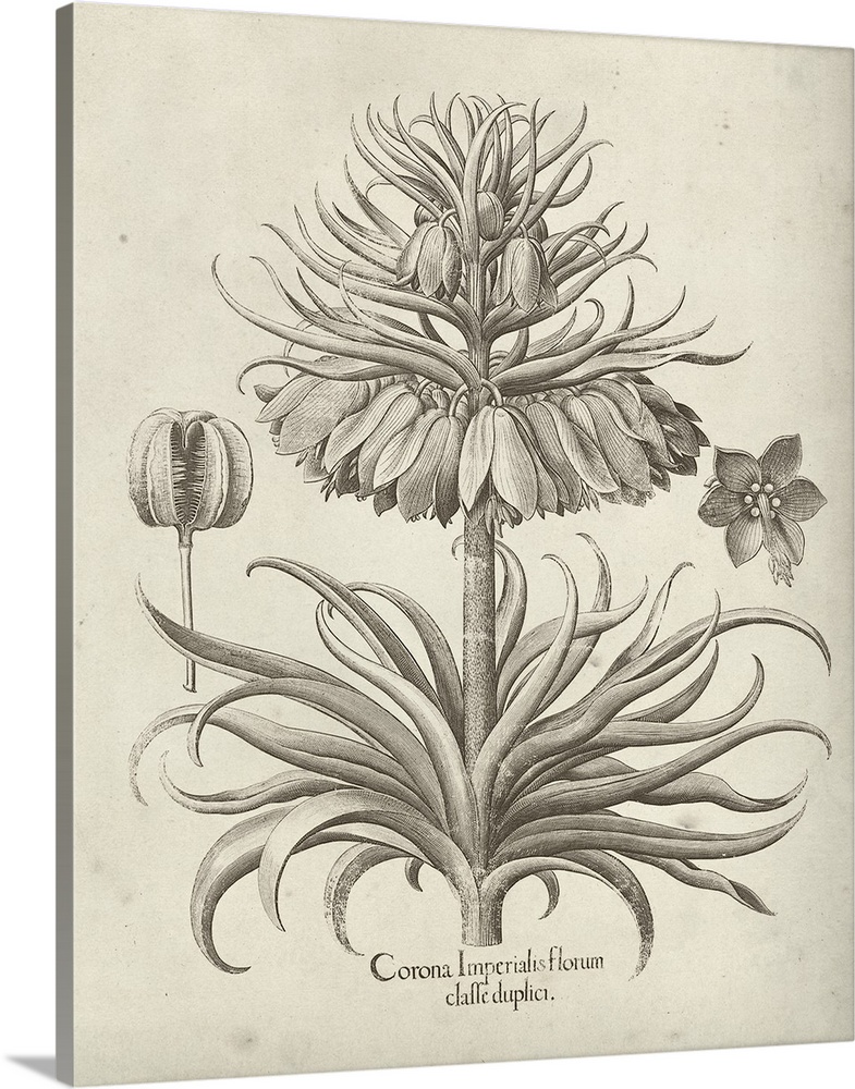 Vintage-inspired botanical illustration of a crown imperial flower.