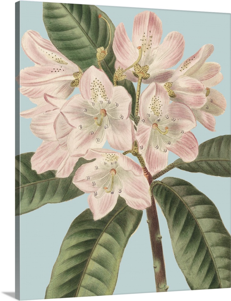 A botanical illustration finished in a vintage style over a soft blue background fills this contemporary artwork.