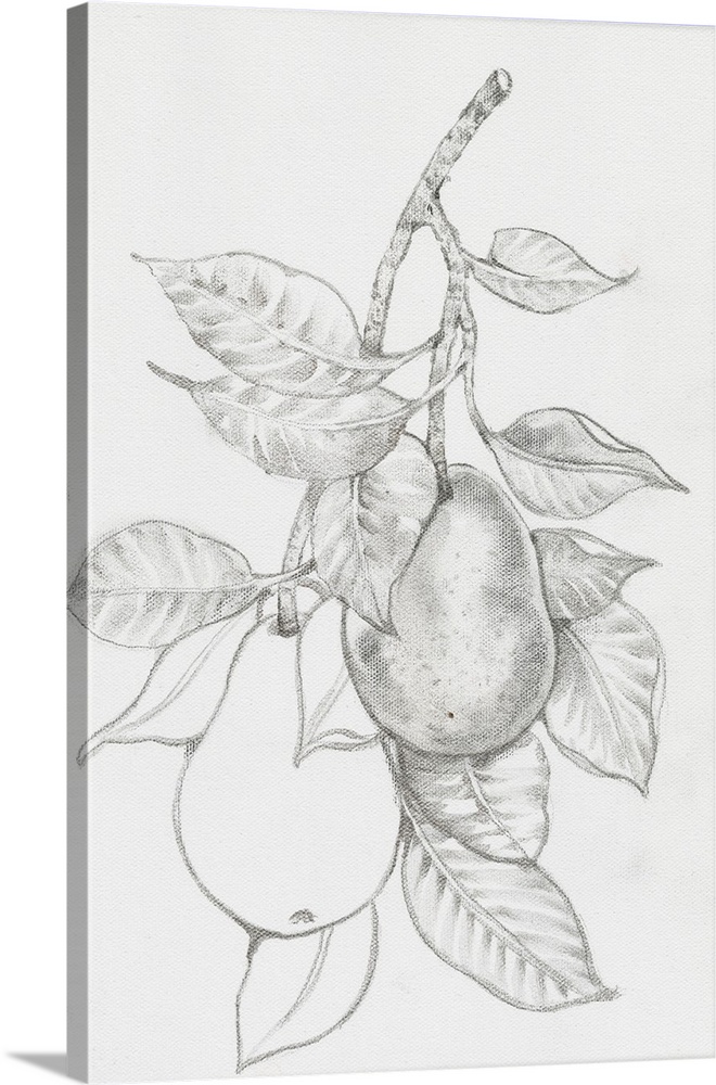 Fruit-Bearing Branch III