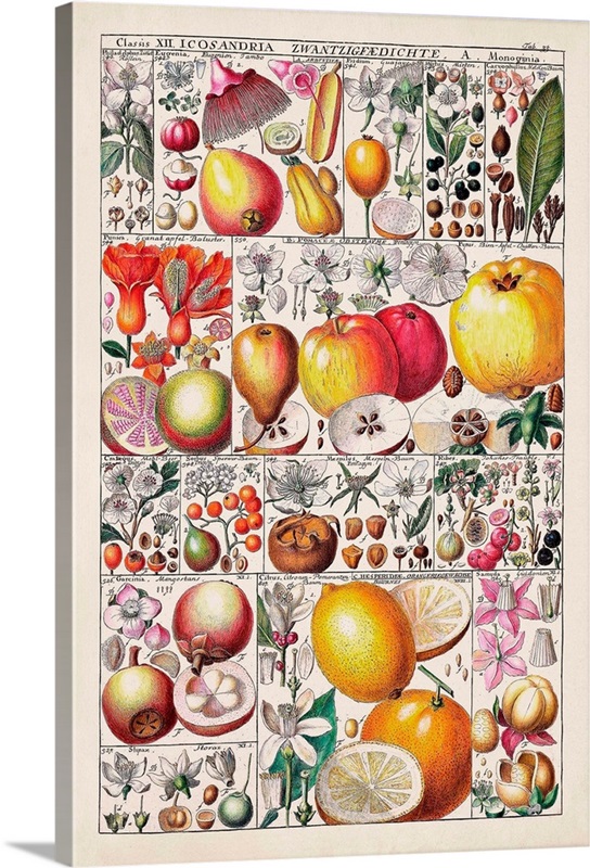 Fruit Chart | Great Big Canvas