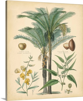 Fruitful Palm I