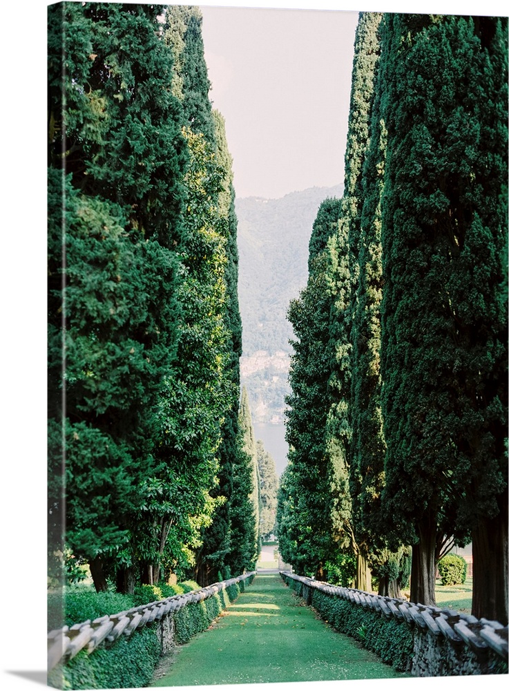 Photograph taken between an avenue of tall trees, Lake Como, Italy.
