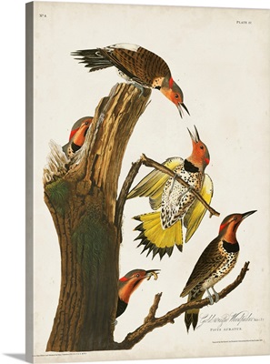 Gold-Winged Woodpecker