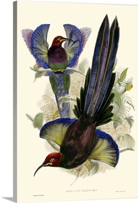 Gould Bird of Paradise III