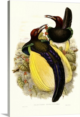 Gould Bird of Paradise IV