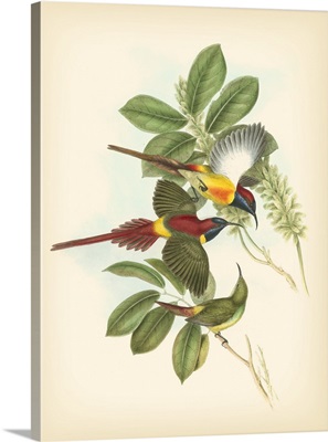 Gould Birds of the Tropics III