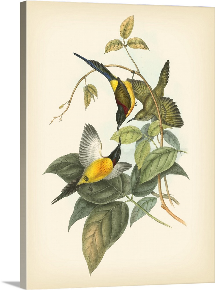 Vintage stylized illustration of bird species.