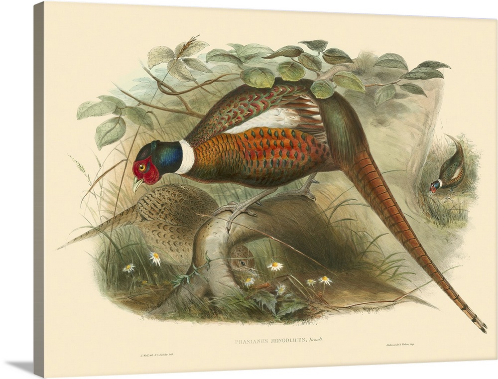 Vintage stylized illustration of bird species.