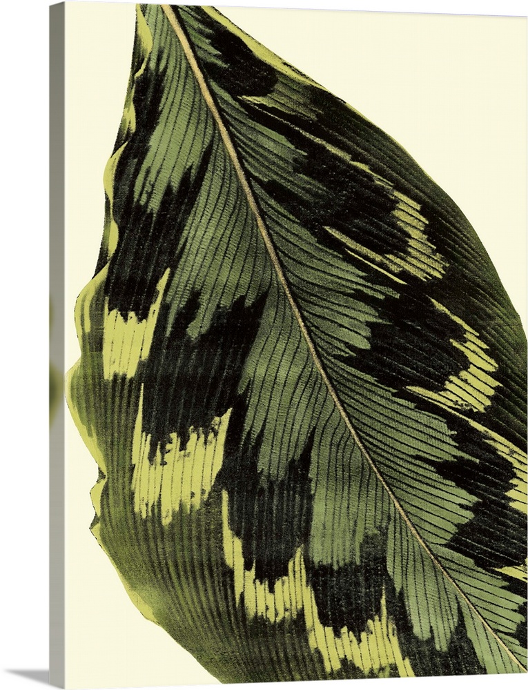 Contemporary botanical illustration of a leaf in a vintage style.