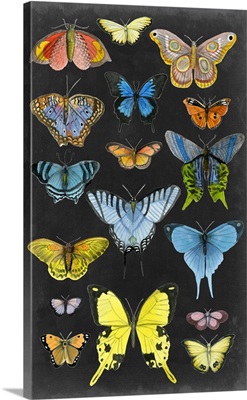 Graphic Butterfly Taxonomy II