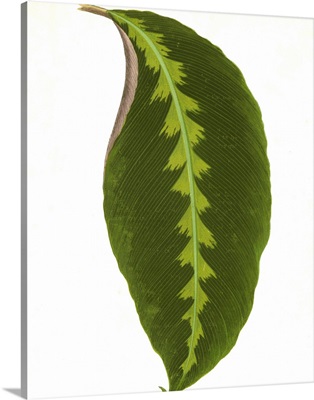 Graphic Leaf I