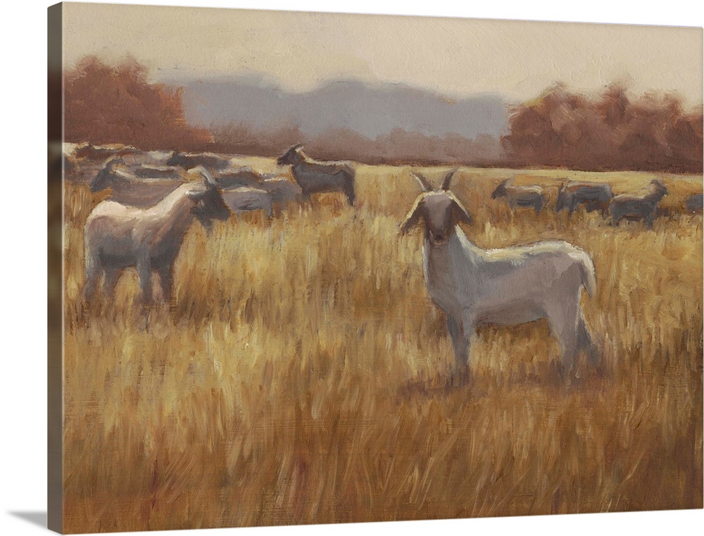 A contemporary horizontal painting of a group of goats in a field with one goat looking toward the viewer.