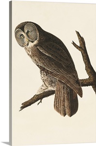 Great Cinereous Owl image thumbnail