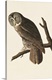 image thumbnail of Great Cinereous Owl