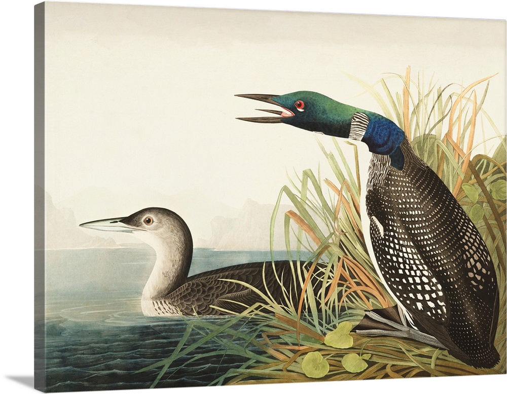 Great Northern Diver Or Loon