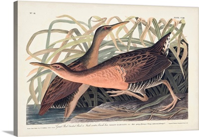 Great Red-Breasted Rail