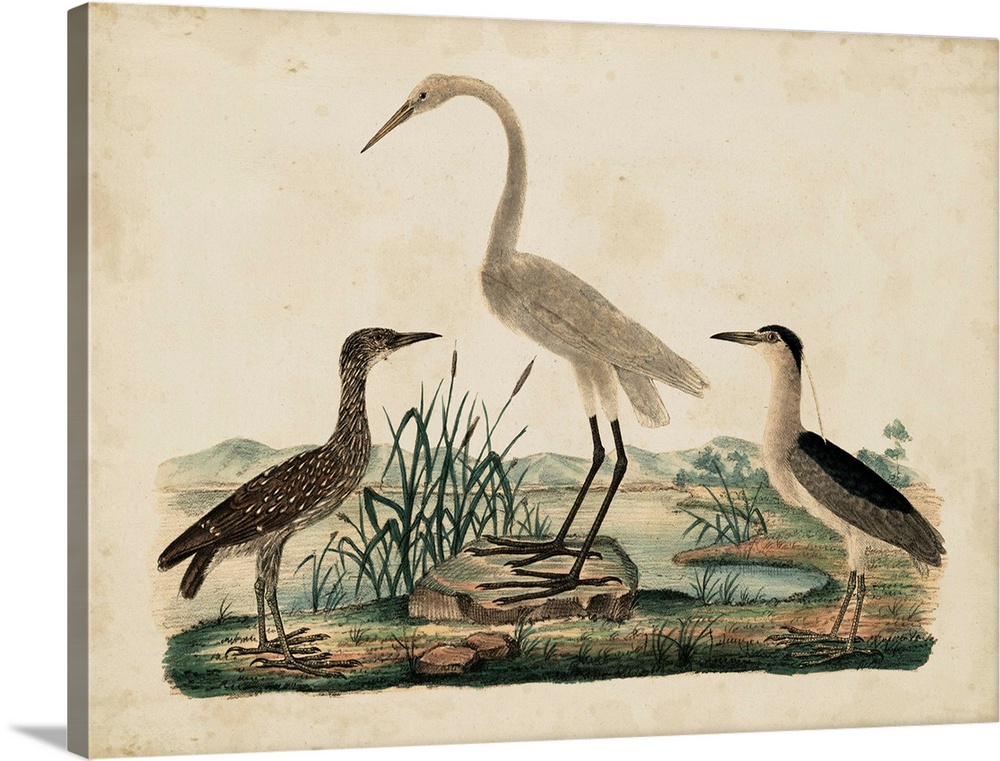 Contemporary artwork of a vintage stylized scientific illustration of birds.