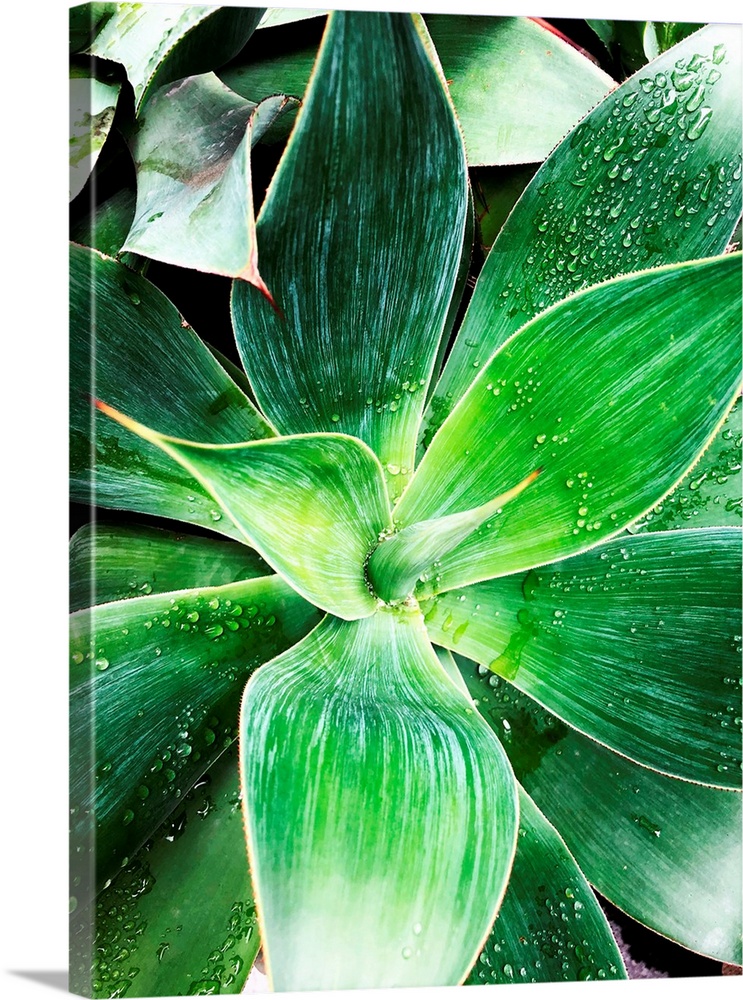 Green Tropical Succulent IV