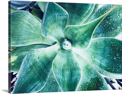 Green Tropical Succulent VII