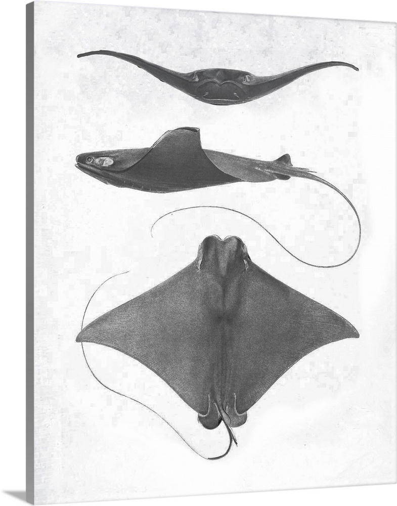 Grey-scale illustration of a stingray.